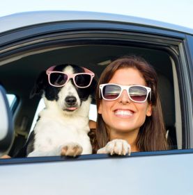 A dog with pet insurance riding in a car with their owner in Santa Maria, CA