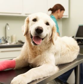 a dog with pet insurance at a vet office in San Luis Obispo, CA